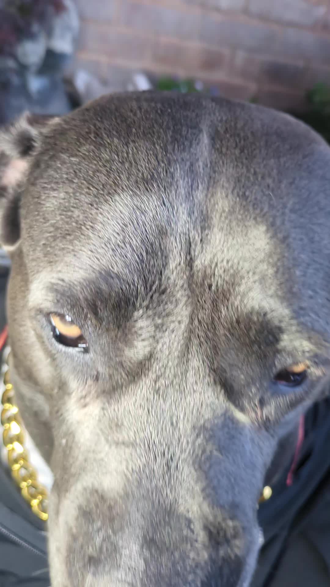 @mist_the_canecorso