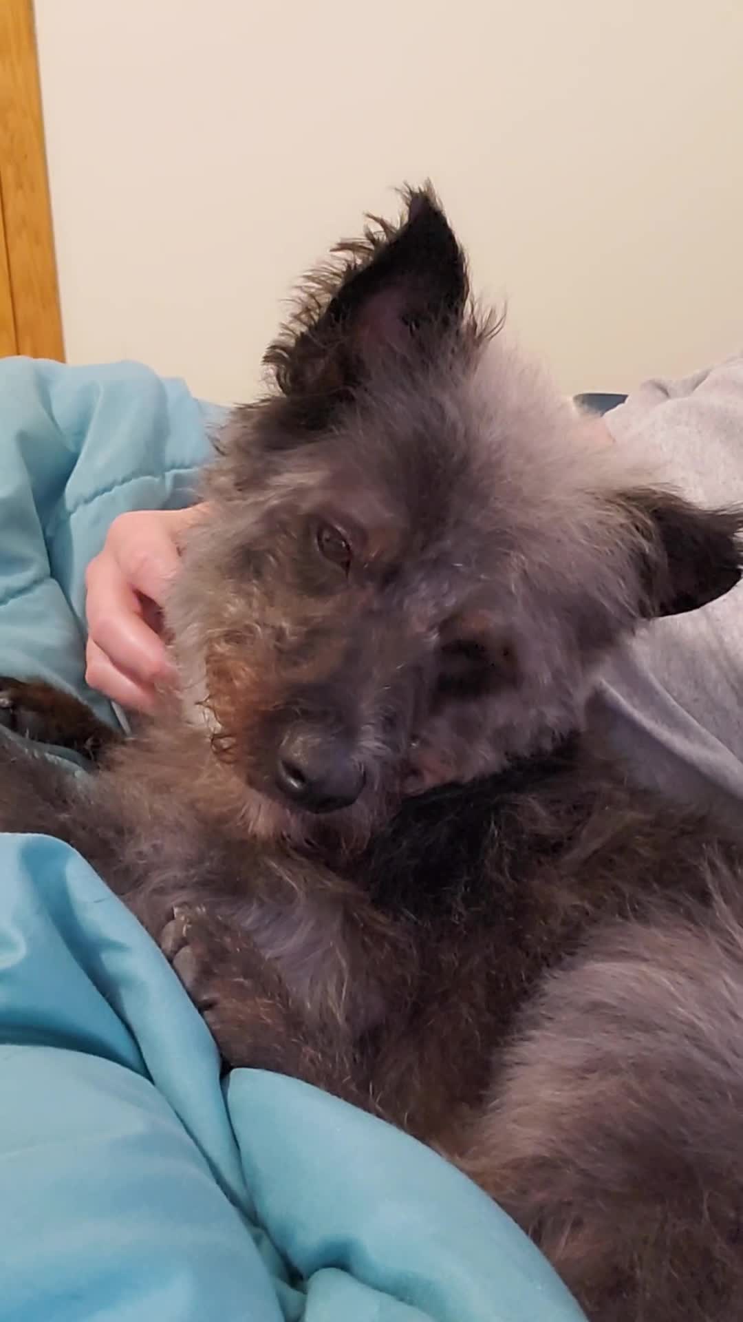 @Toto the Mutt