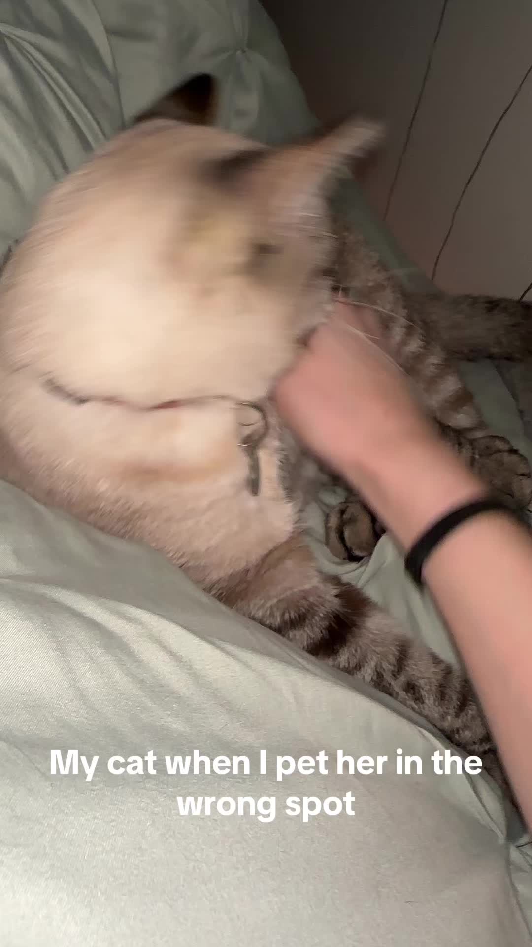 @willowthecollegecat