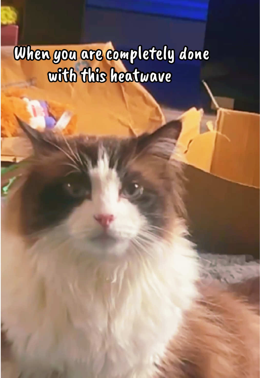 @Ted the ragdoll cat 🐾