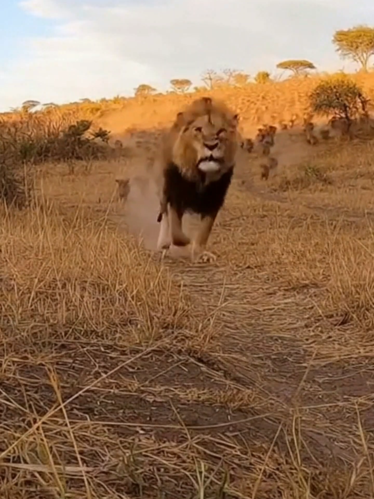 @Pride of the Wild