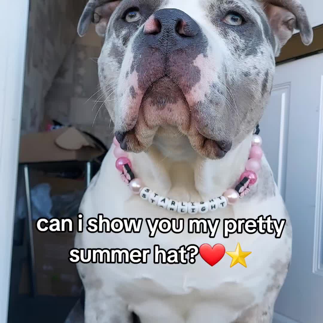 @kirsty+starlight the xl bully
