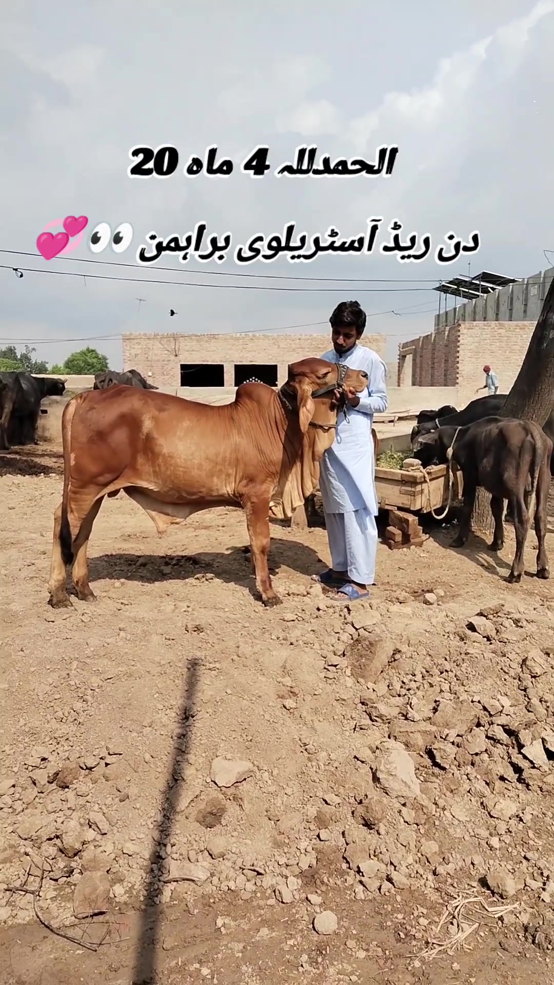 @The Brahmans Farming