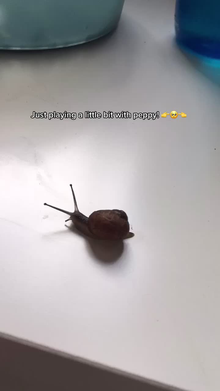 @Peppy the snail <3
