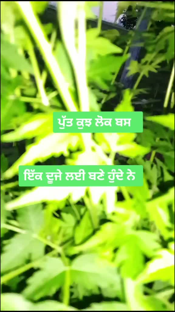 @Seerat