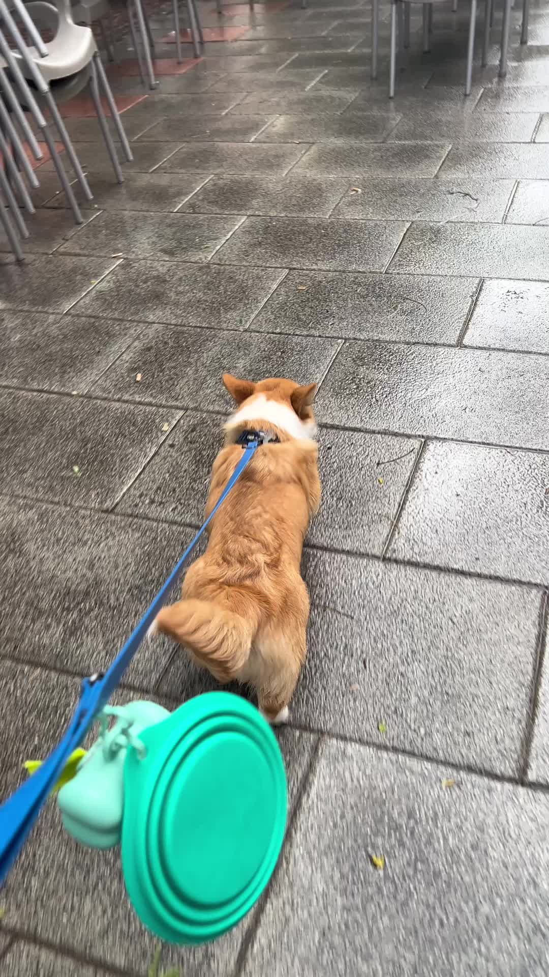 @Monty the Pembroke Welsh Corgi