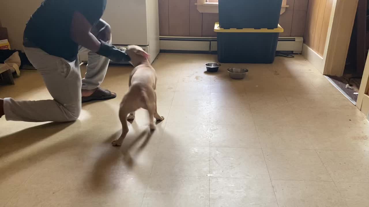 @davincitheamericanpitbull