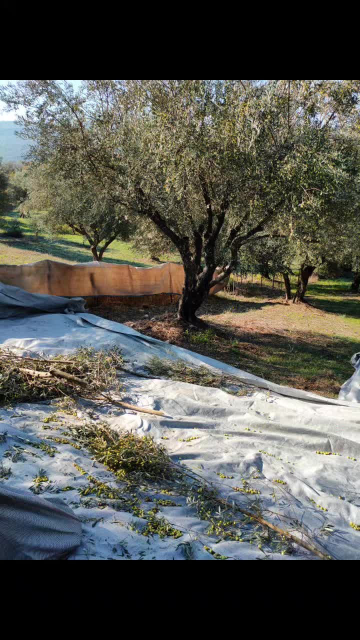 @&Nu;&tau;ί&nu;&omicron;&sigmaf; &Kappa;&alpha;&rho;&alpha;&mu;ά&nu;&eta;&sigmaf;