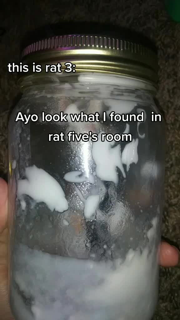 @FIVE RATS