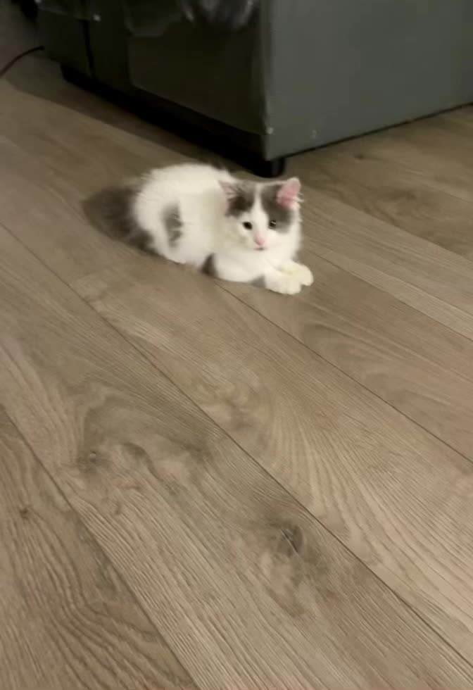 @FerociousRengar