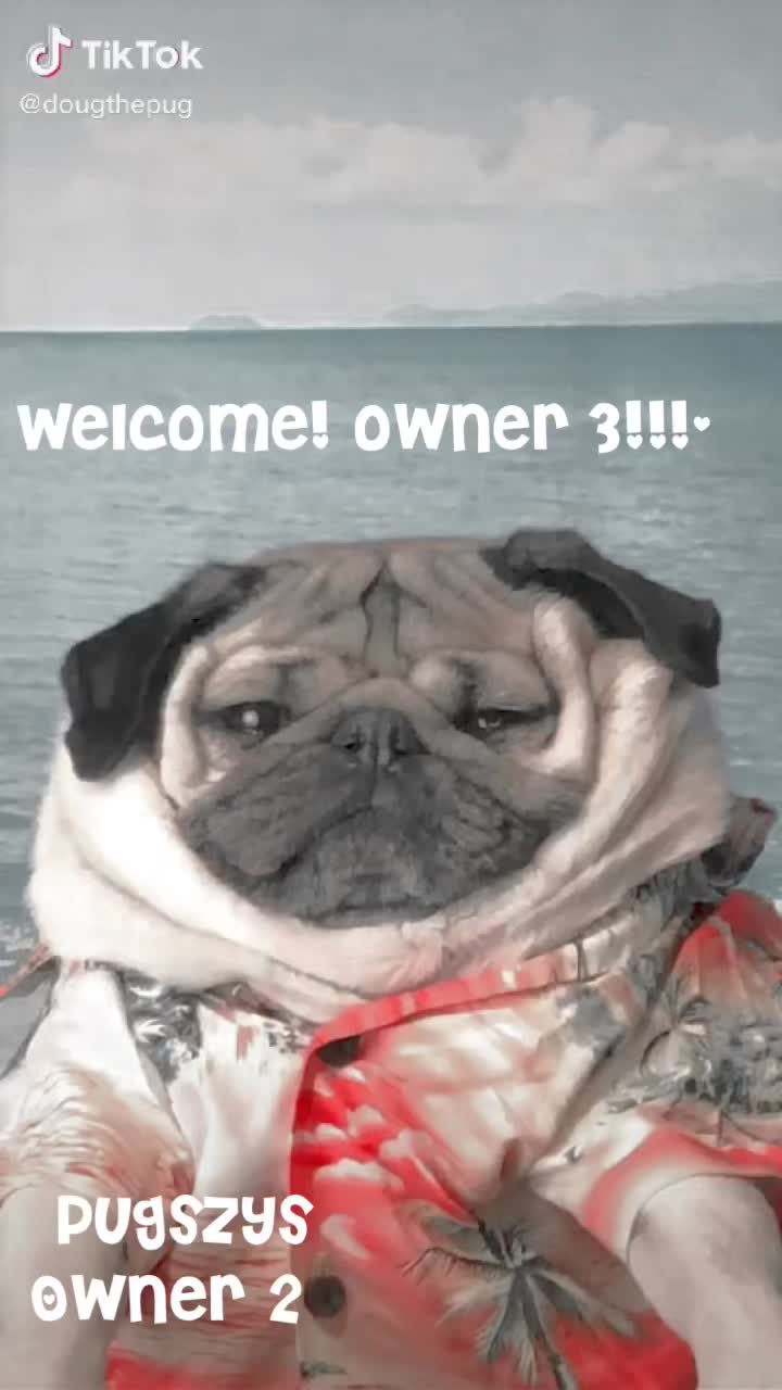 @Pugszys