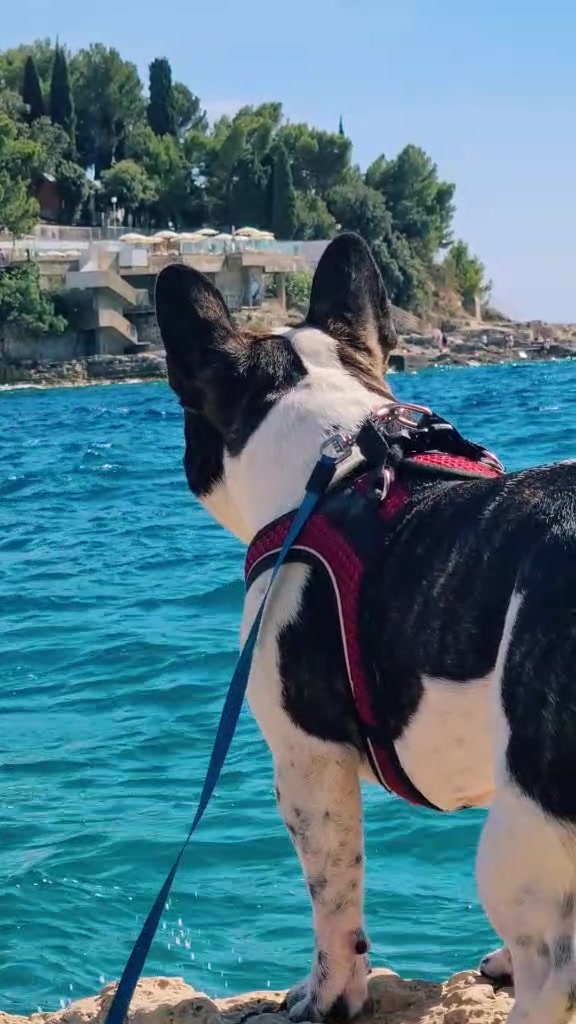 @odi_frenchie_