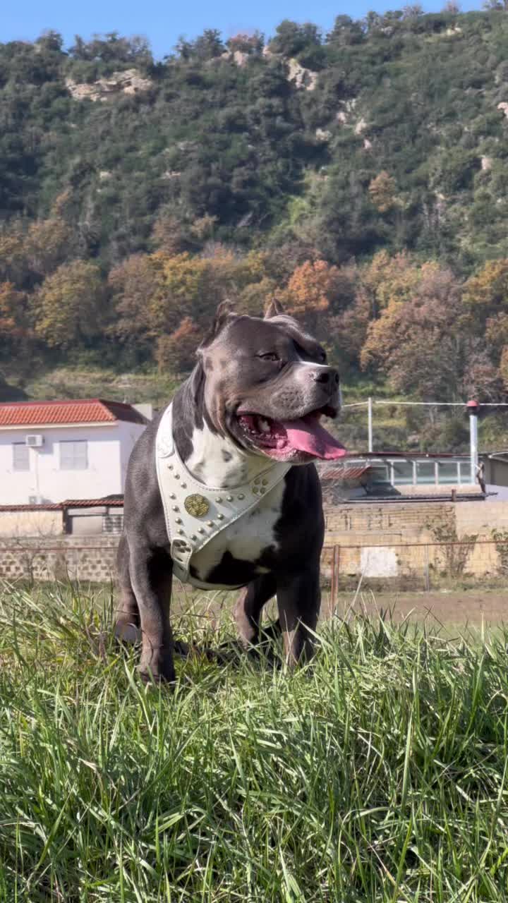 @Iam_ Denver The Bully