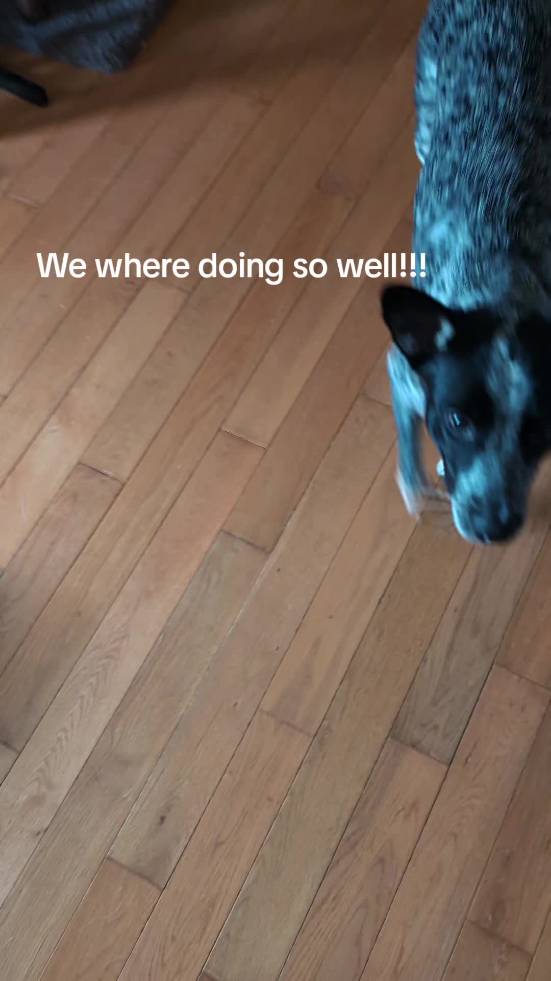 @CattleDog Abby