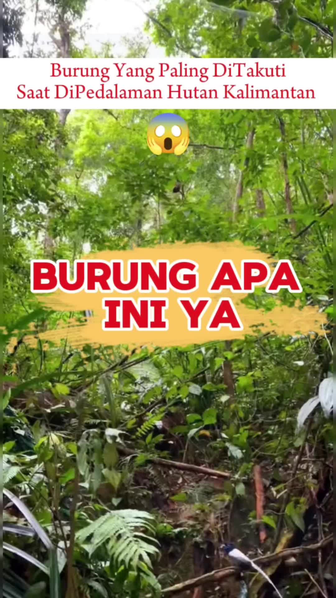 @fbkicaumania