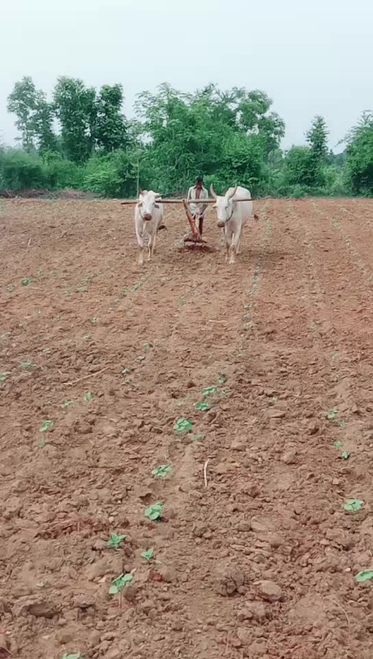 @user82454581037