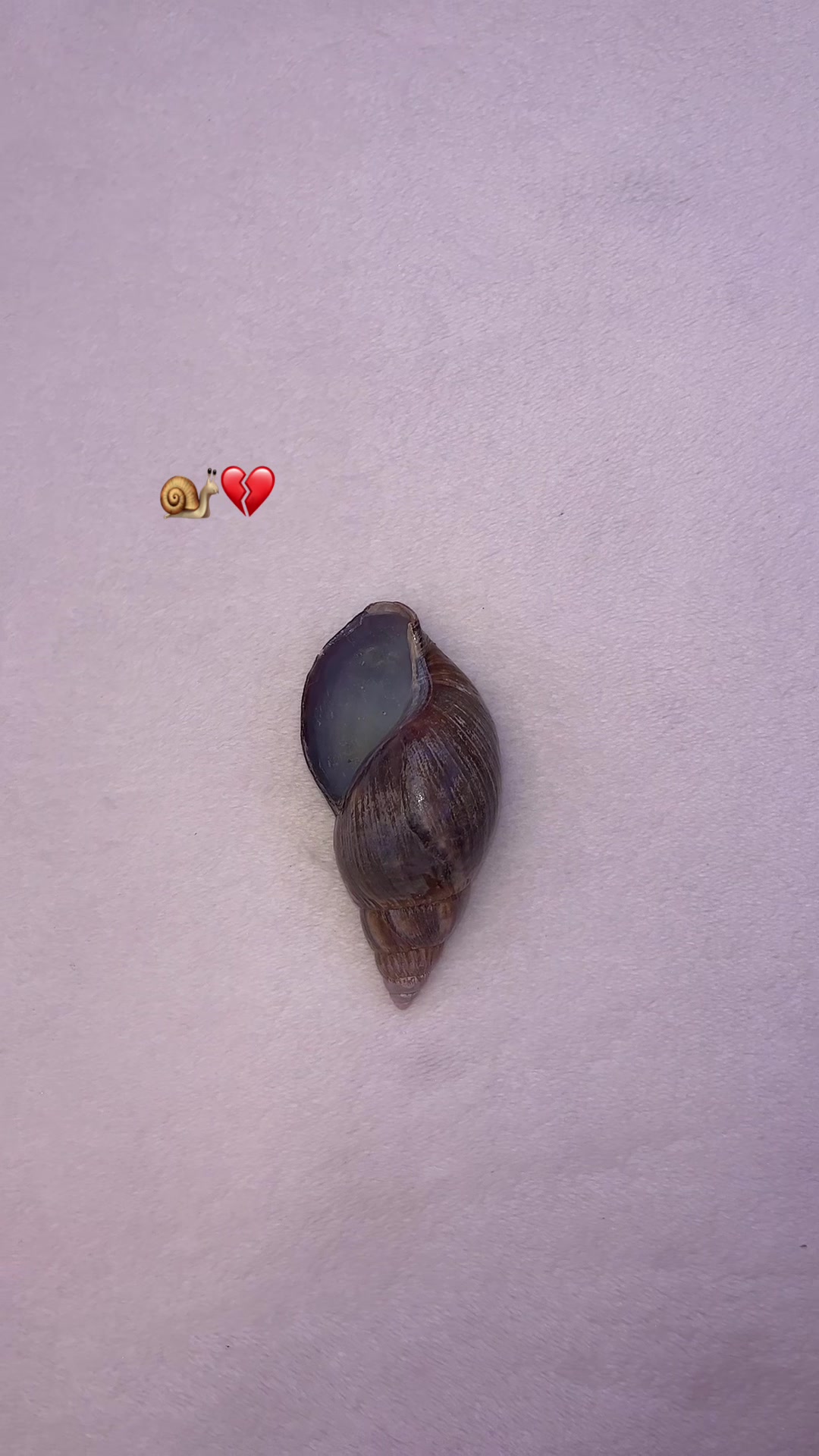@_.v_snail_v._