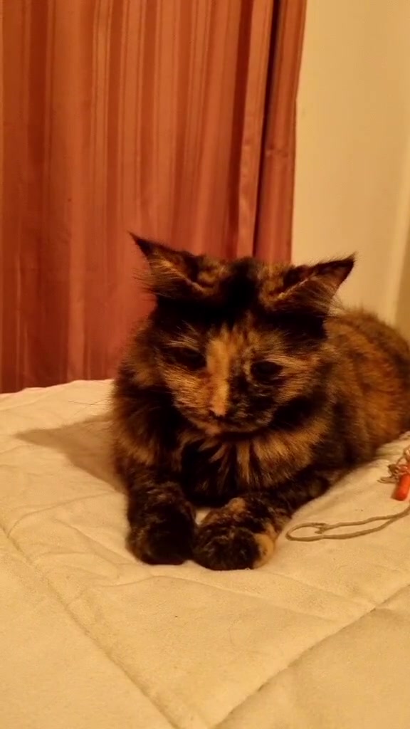 @Trini Cat