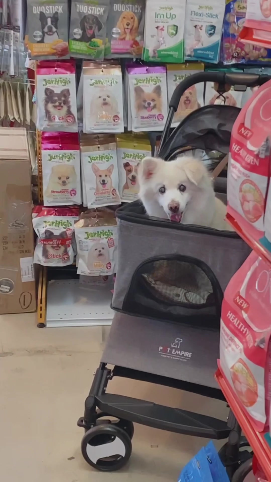 @Fluffy Creamy Dog