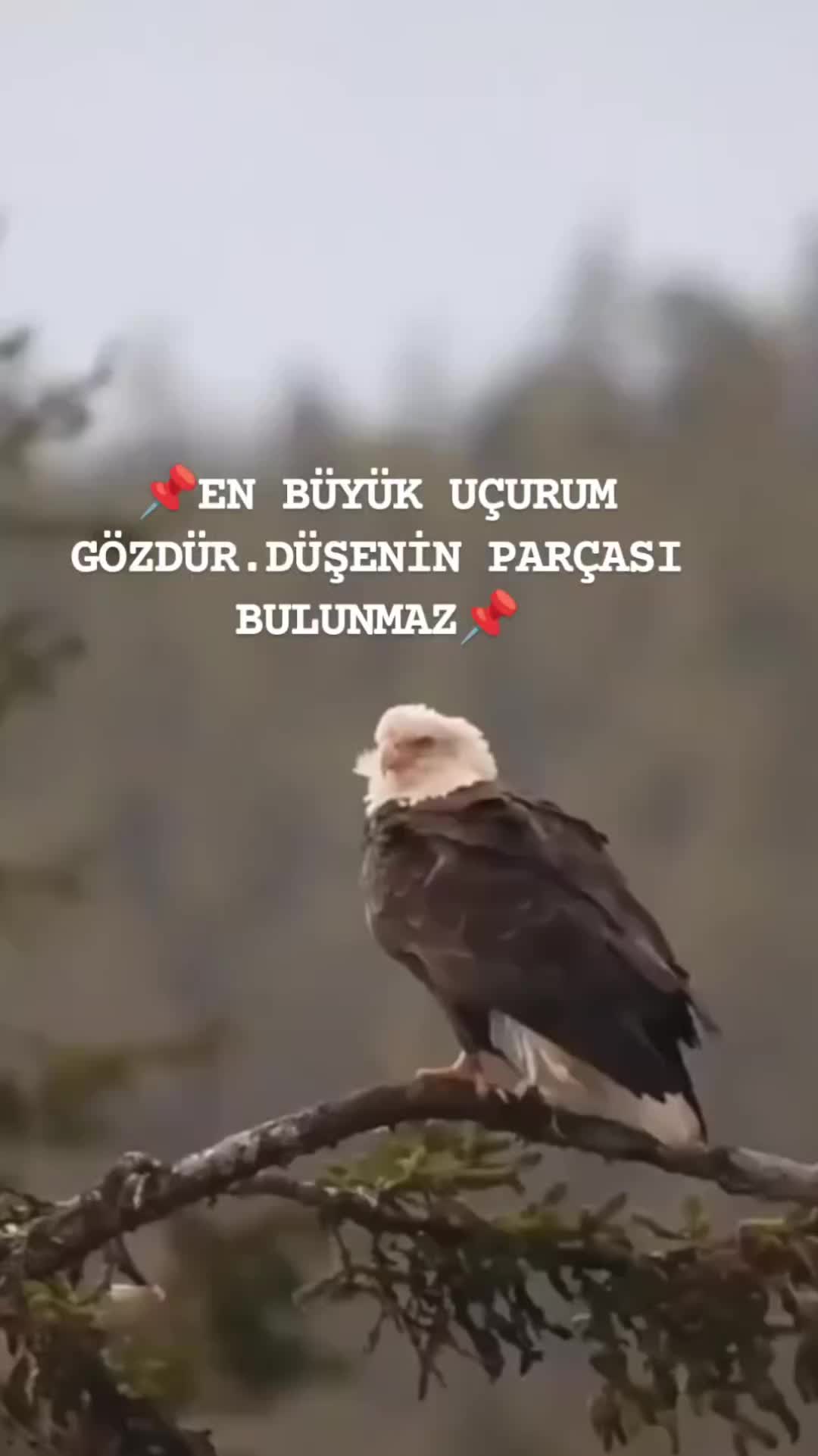 @•☛ʏᴜ̈ʀᴇɢ̆ɪ̇ɴᴇ ᴛᴇʀᴄᴜ̈ᴍᴇ☚•