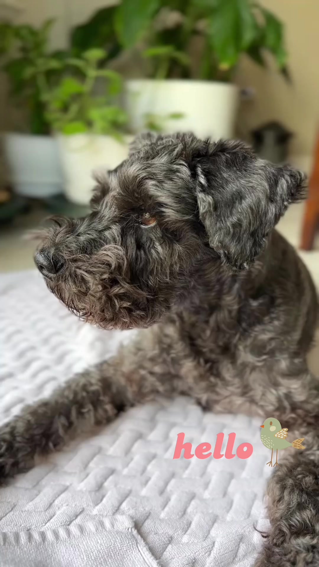 @𝔾𝕆𝕂𝕌 🐶