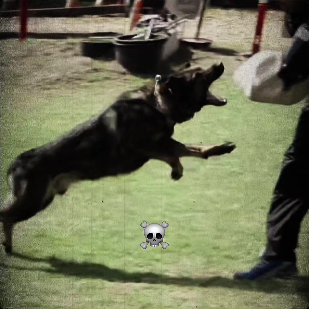 @Razas Caninas