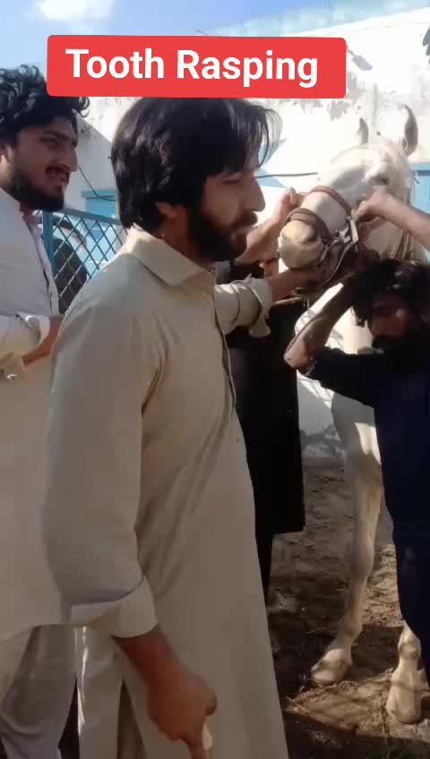@Dr Wahab vet