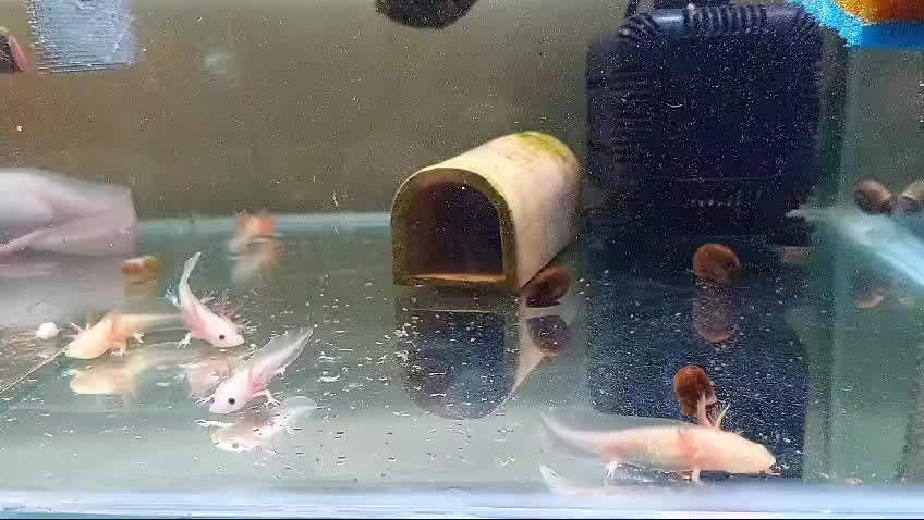 @axolotl üretim