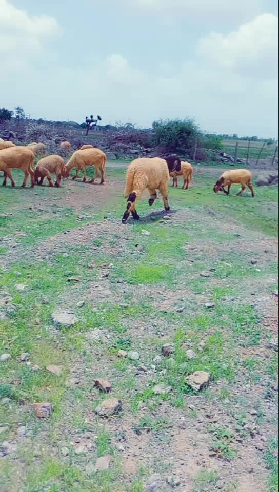 @KAMLESH RABARI