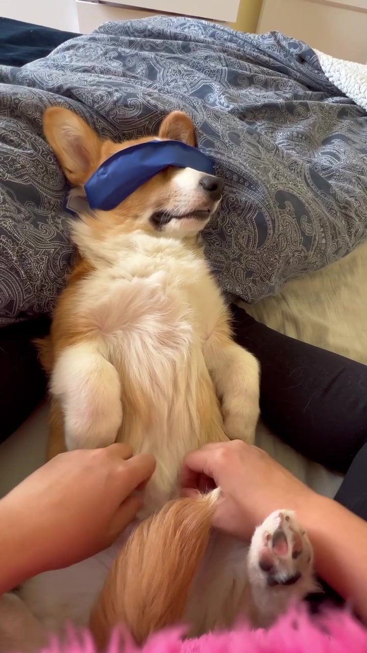 @Monty the Pembroke Welsh Corgi