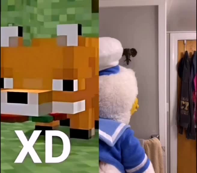 @Zorrito xd 🦊
