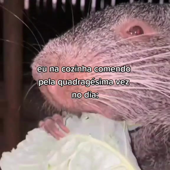 @s&oacute; sophia mesmo