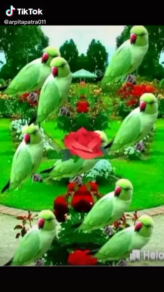 @Suiti Roy