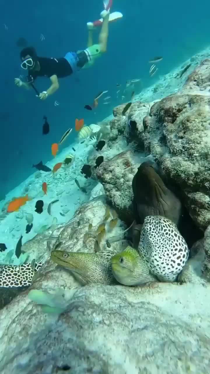 @𝓔𝓵𝓮𝓷
