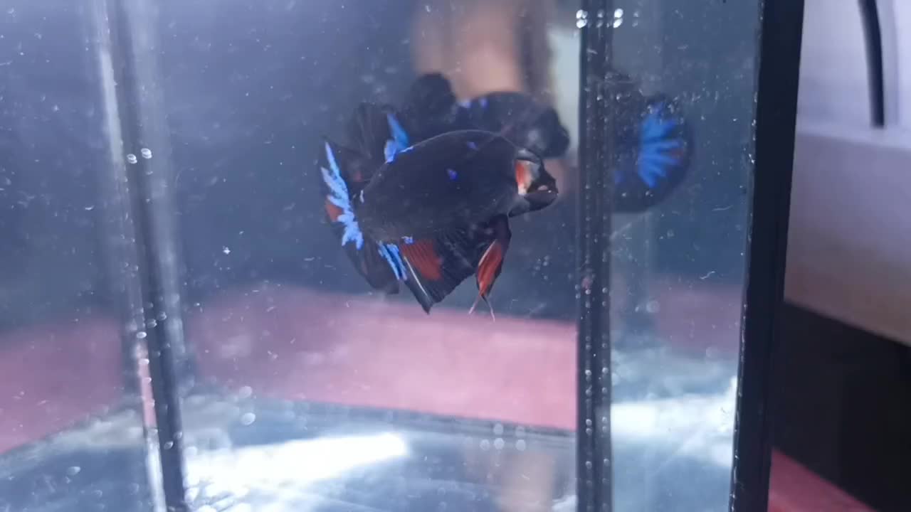 @The Betta-Buddy Shop