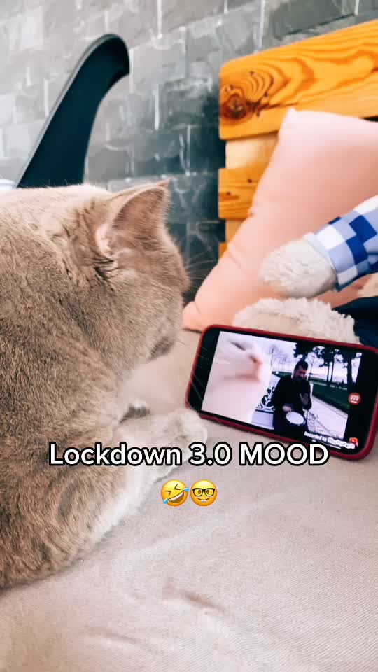 @DodoTheCat 😻