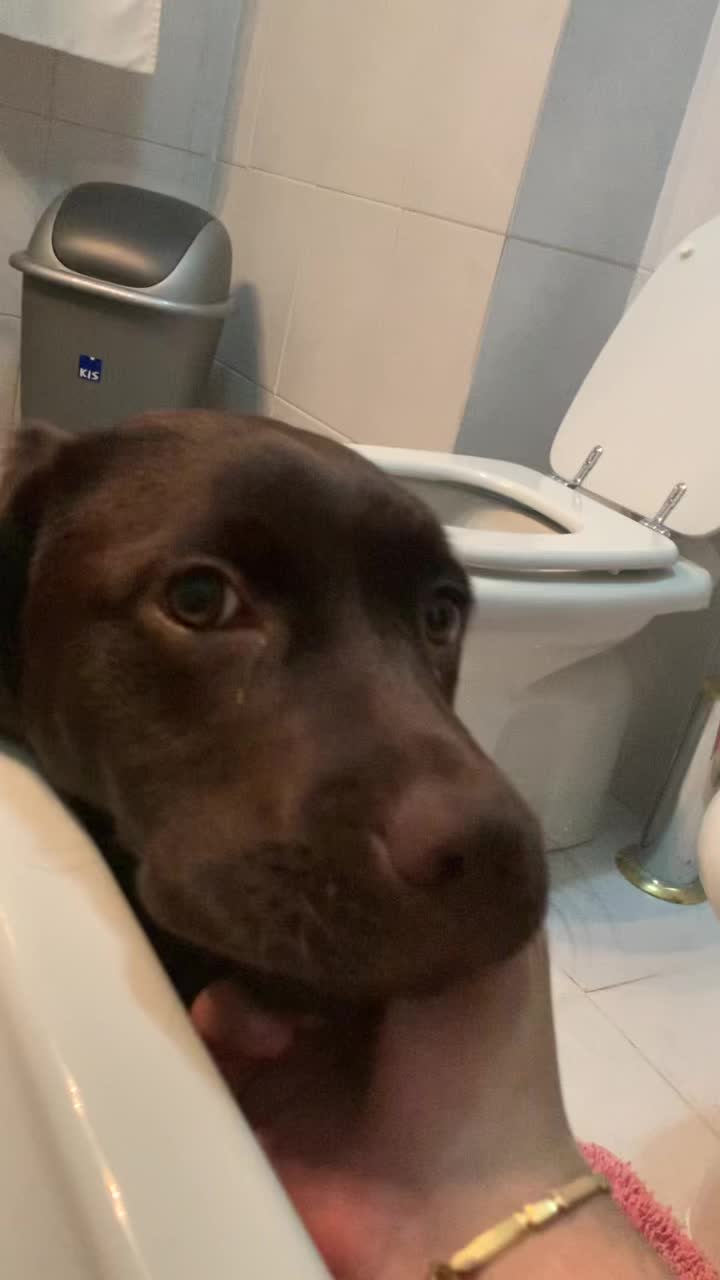 @joy_thechocolatelab