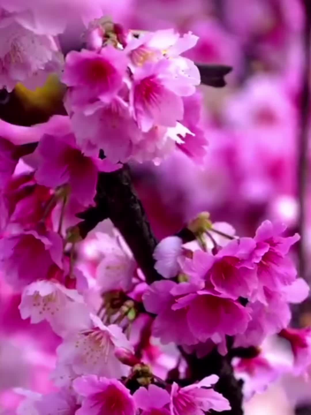 @Kulvinder