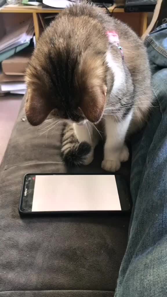 @Pêche 😺