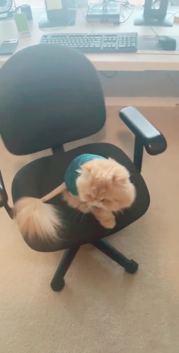 @Nugget the Cat