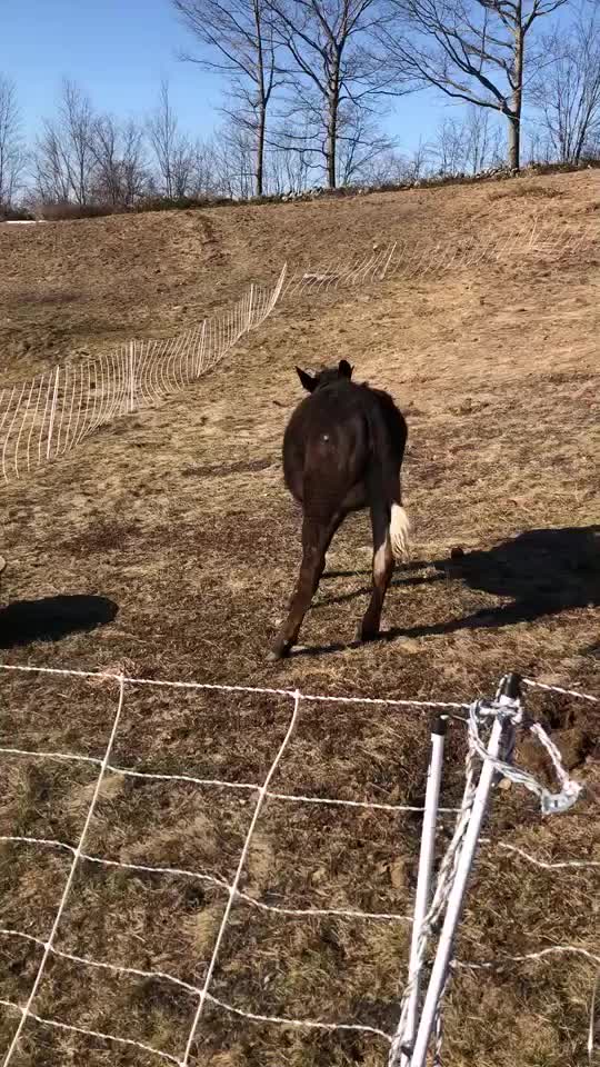 @Fosters Farm