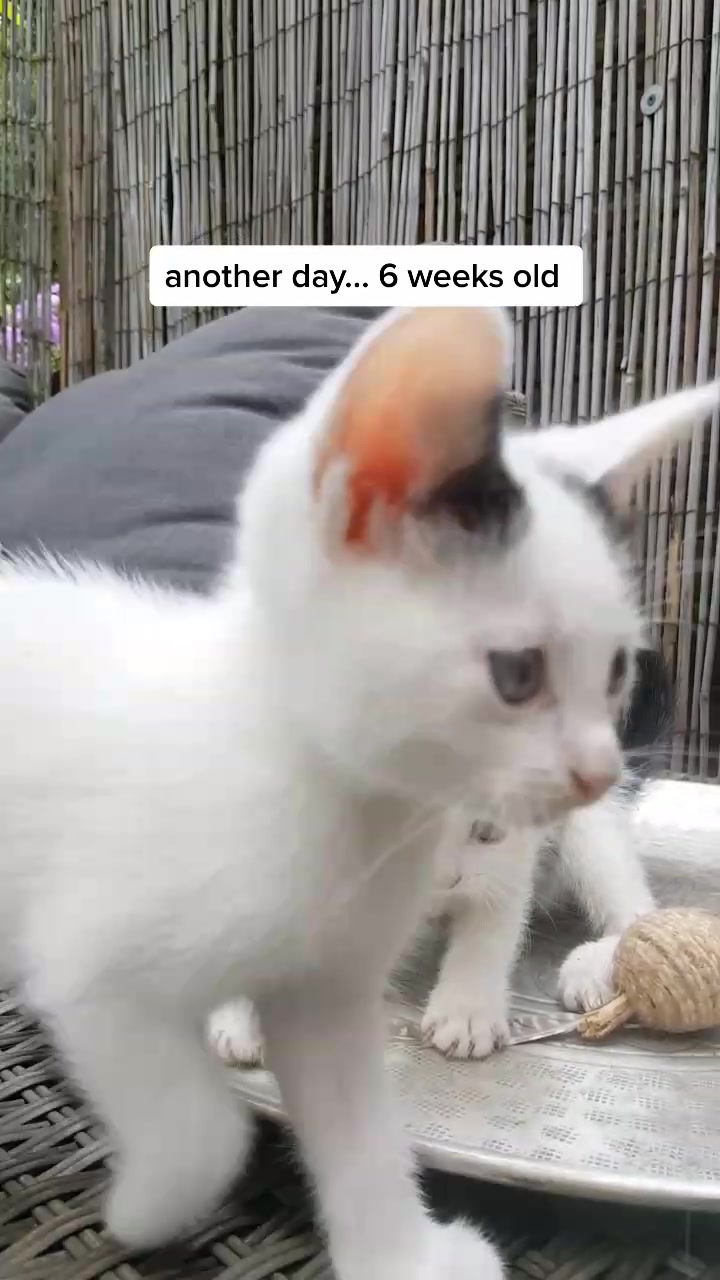 @Dutch Kitten family