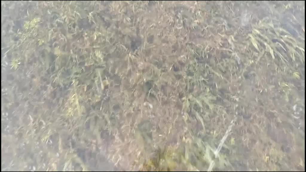 @🔥কোচবিহারের পোলা 🧑