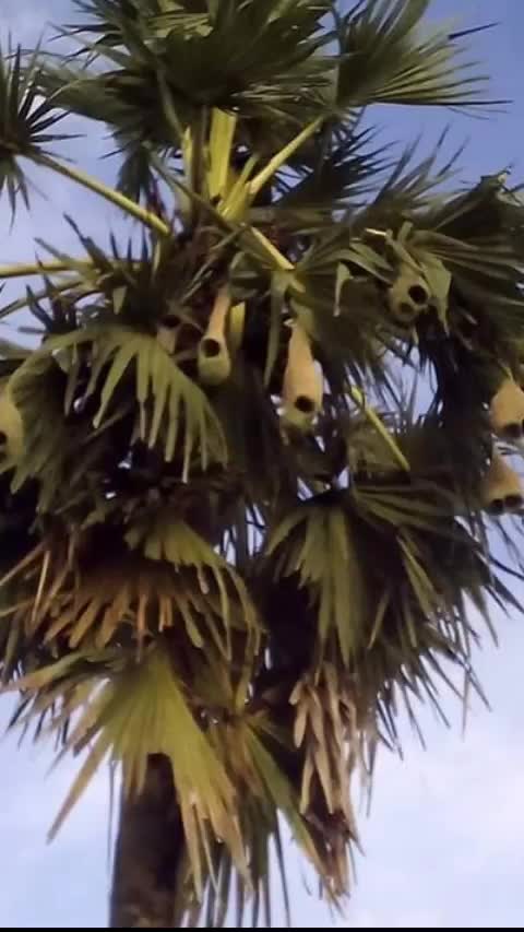 @Rajkamal vlogs