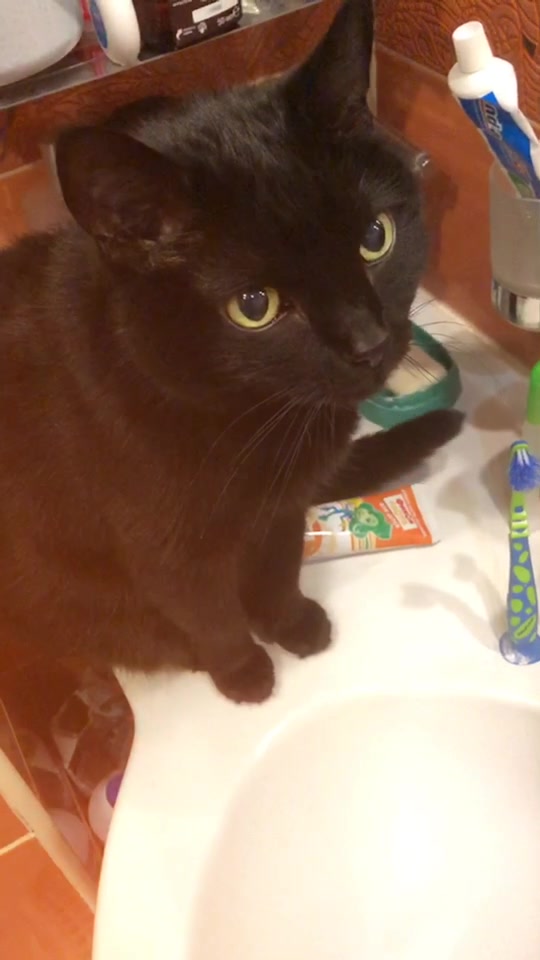@Drinking_Cat