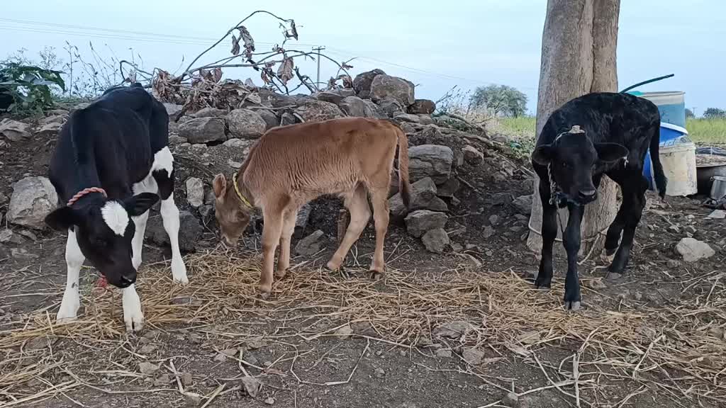 @Raju bhai
