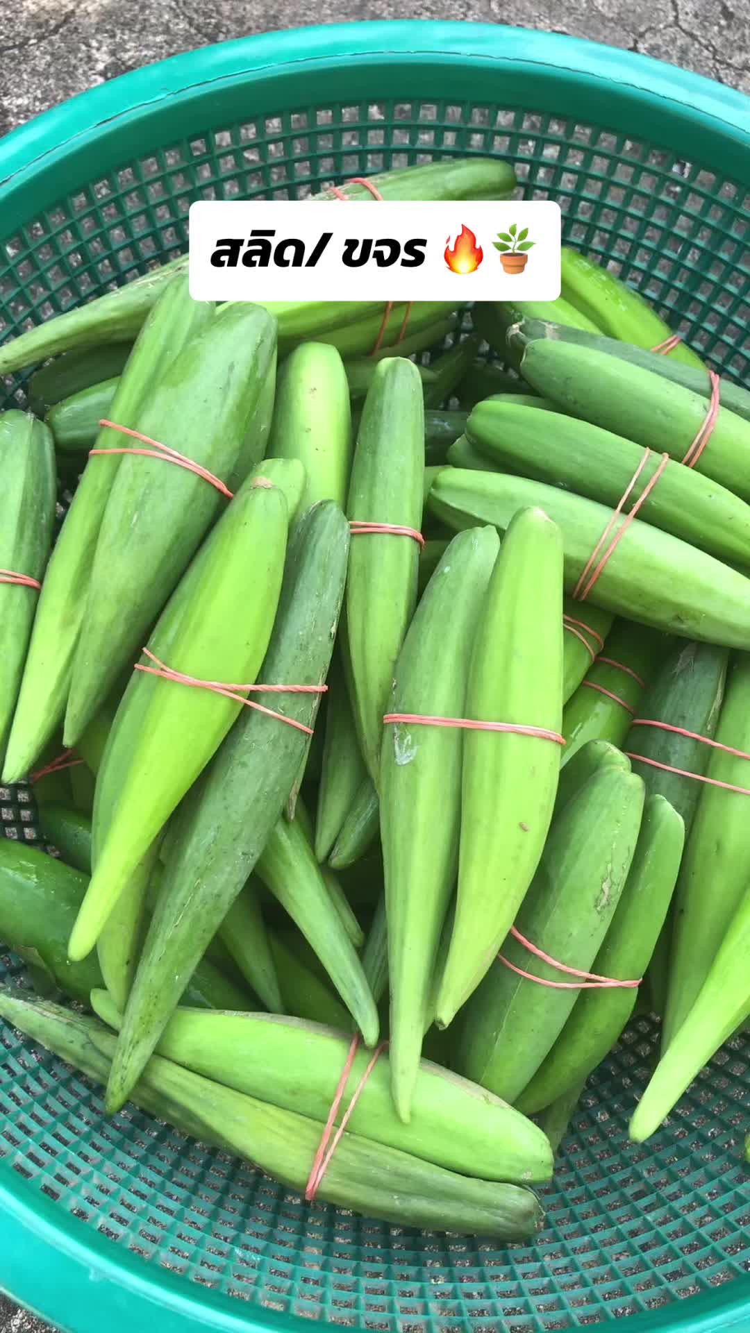 @🌿เจ๊ต่าย ขายผักป่าผักบ้าน🌿
