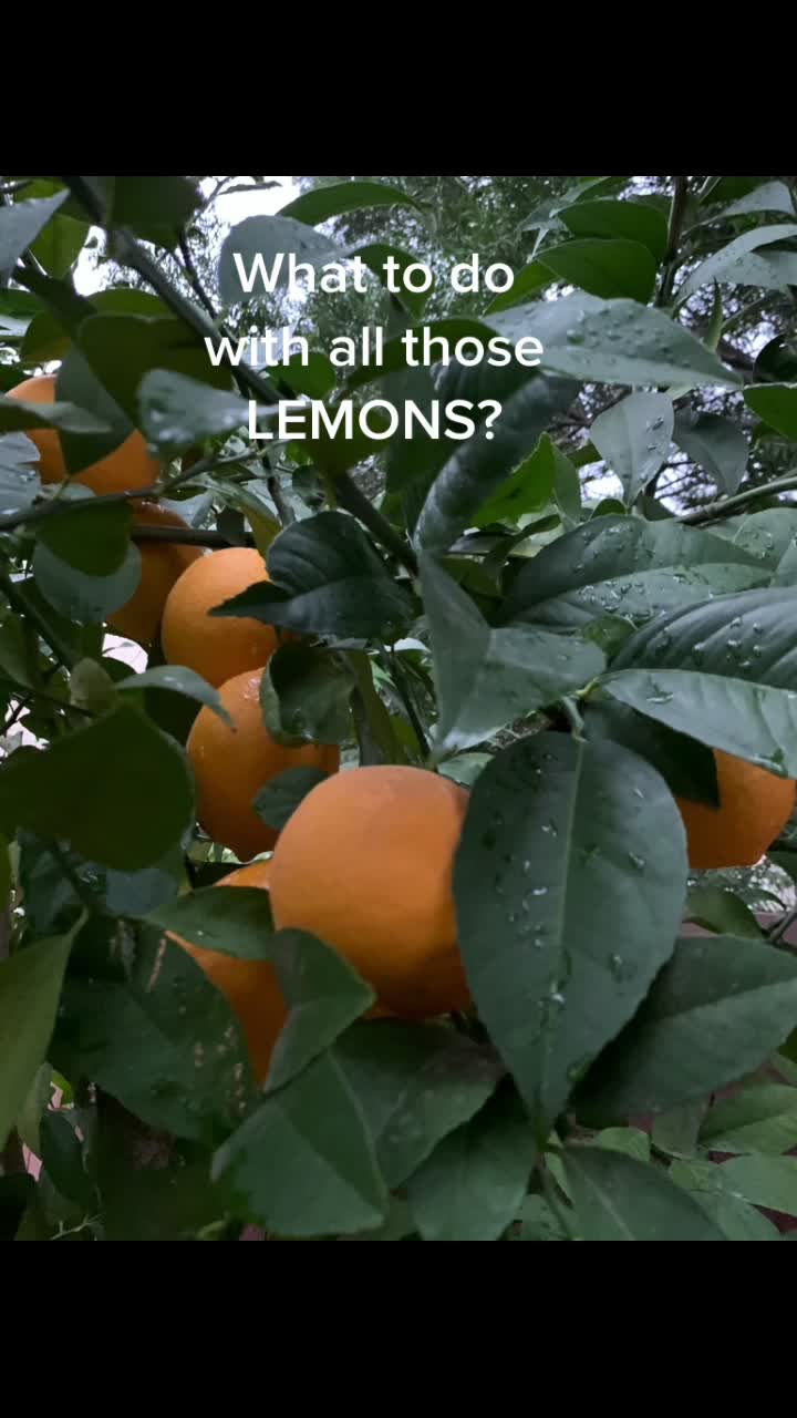 @FlyandDesign
