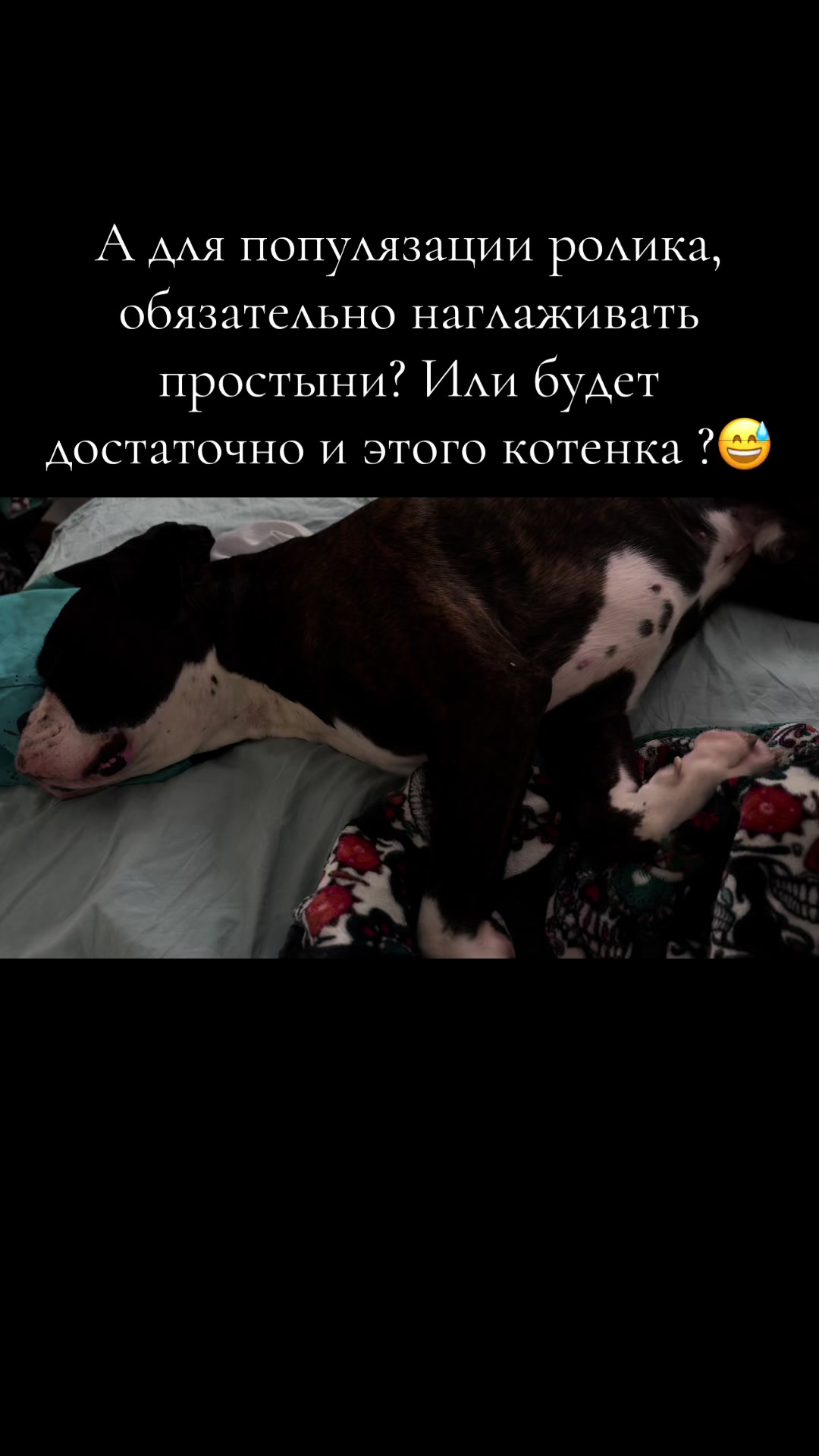 @wszystko🐁