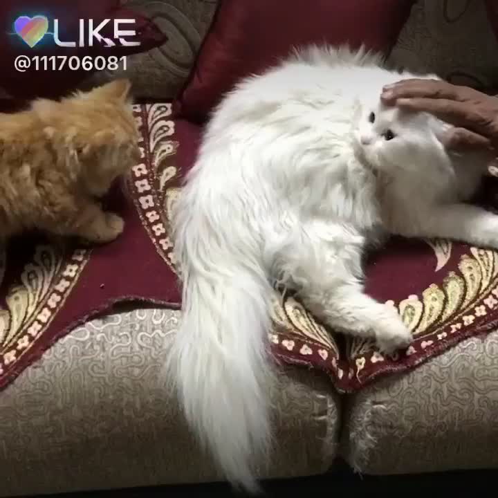 @Manika Ahuja